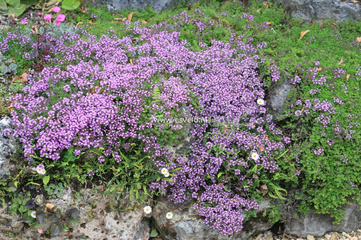 Thymus praecox 'Coccineus'