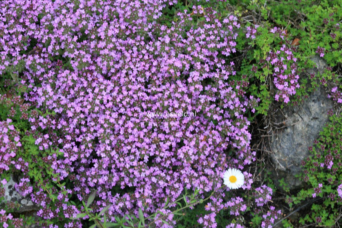 Thymus praecox 'Coccineus'