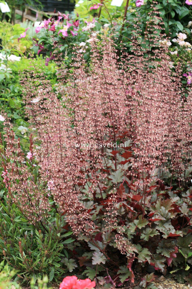 Heuchera 'Chocolate Ruffles'