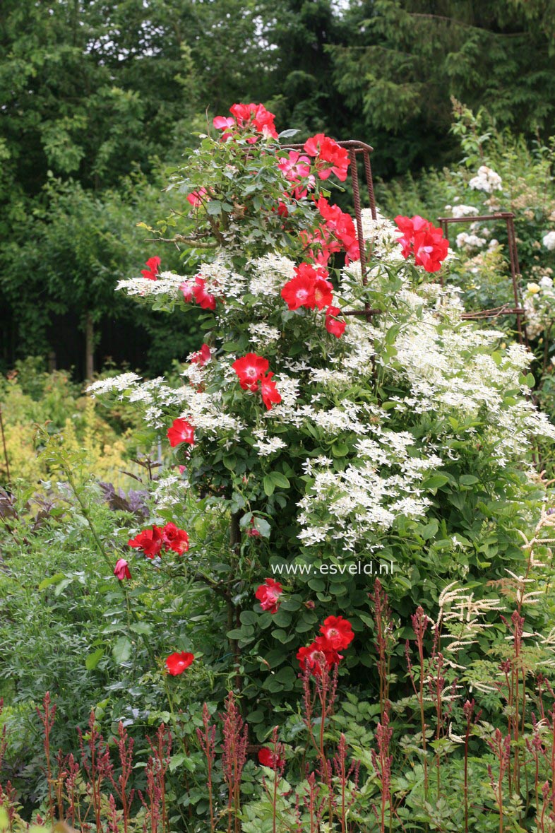 Clematis mandschurica