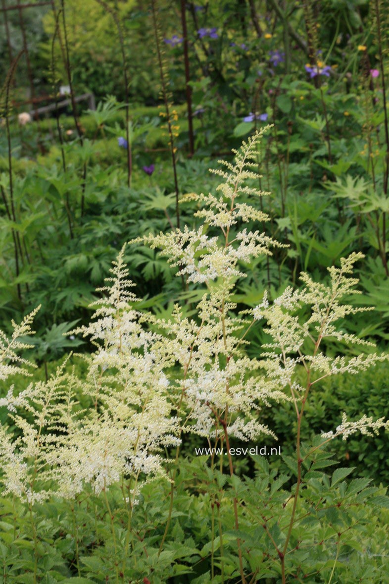 Astilbe 'Brautschleier'