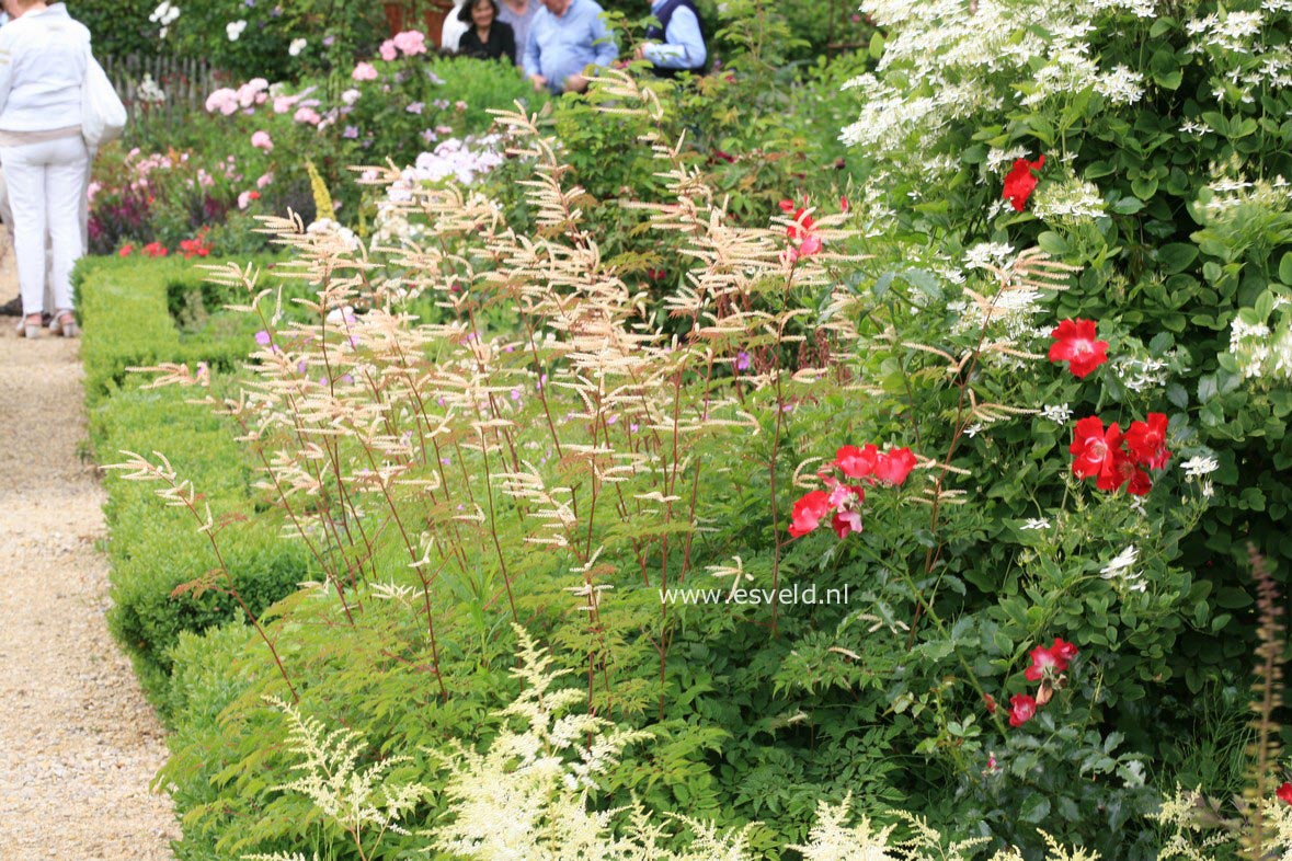 Aruncus 'Horatio'