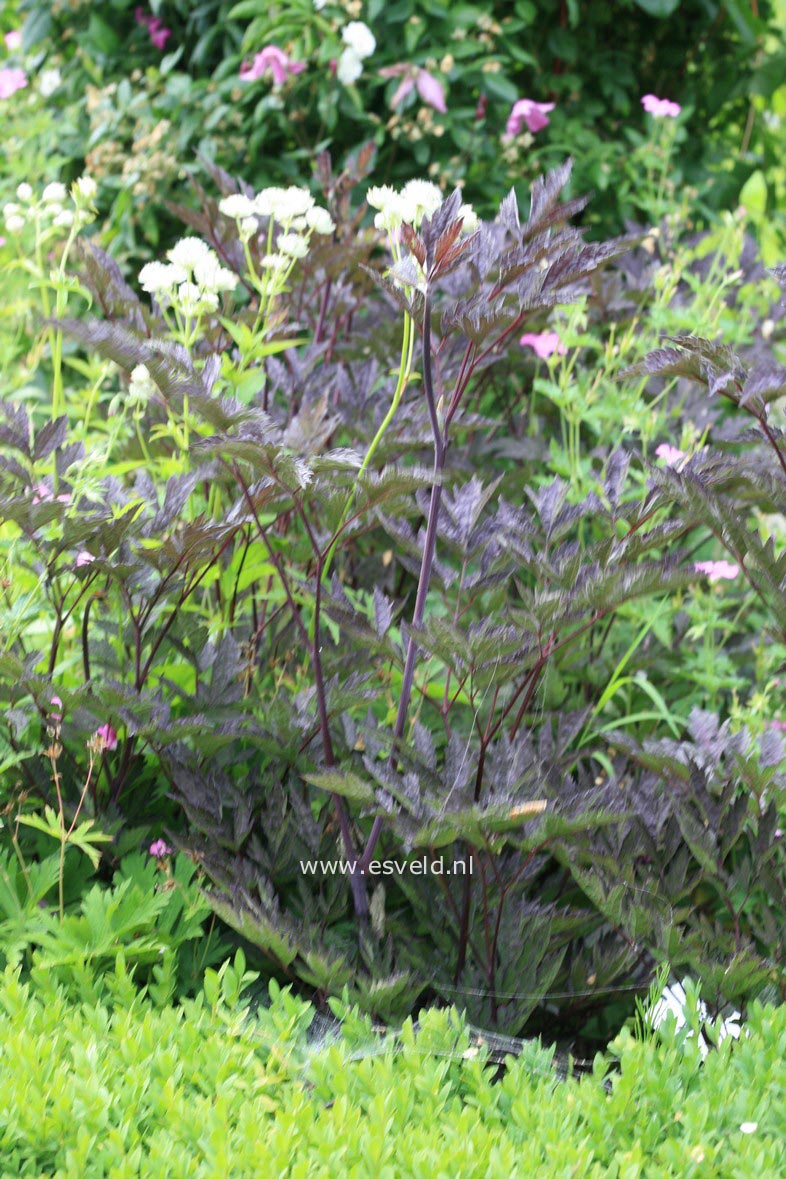 Actaea simplex 'Brunette'