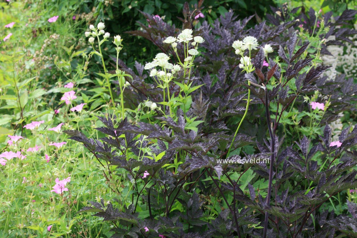 Actaea simplex 'Brunette'