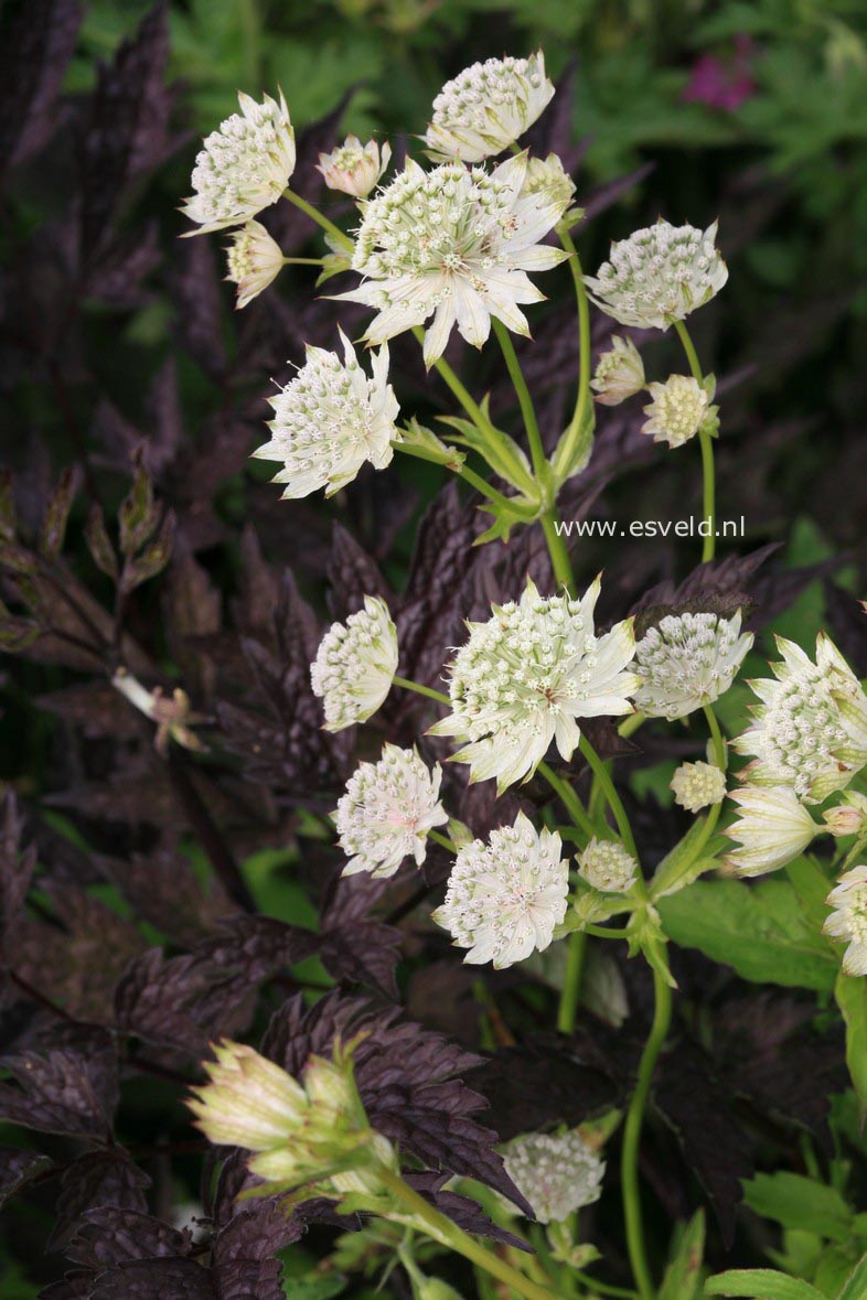 Astrantia major 'Alba'