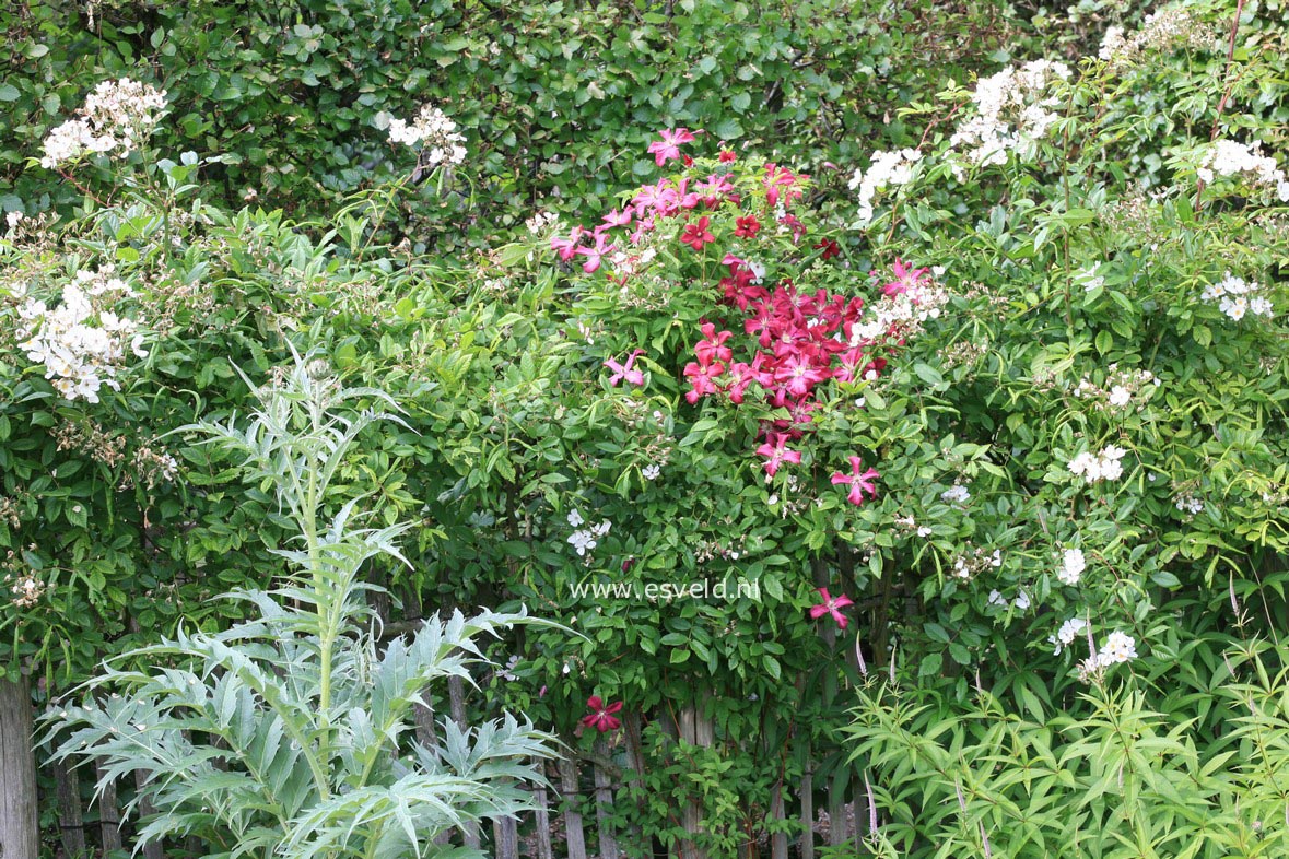 Clematis 'Madame Julia Correvon'
