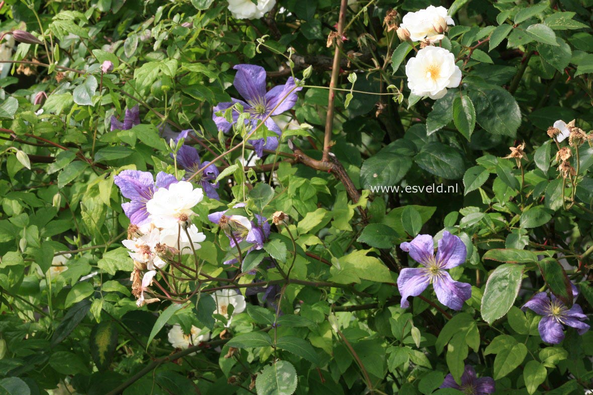 Clematis 'Emilia Plater'