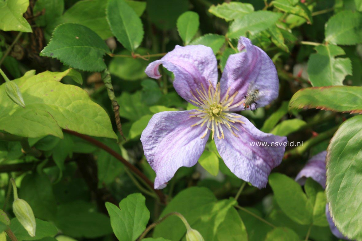 Clematis 'Emilia Plater'