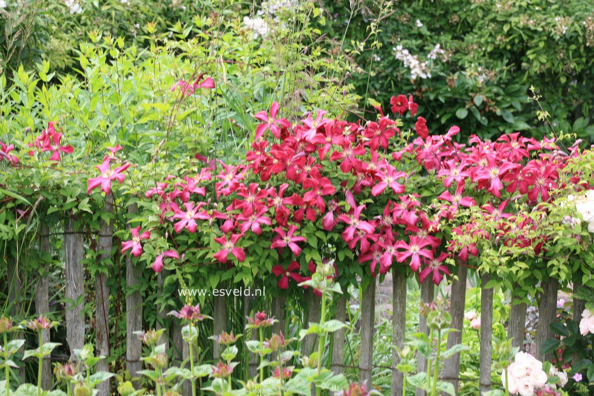 Clematis 'Madame Julia Correvon'