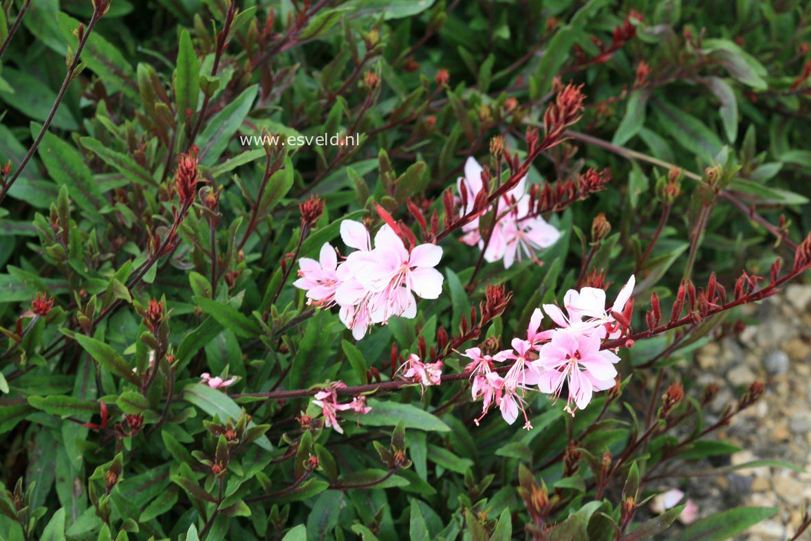 Gaura lindheimeri 'Cherry Brandy'
