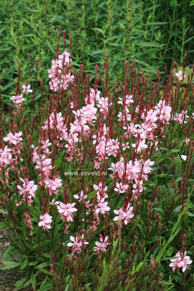 Gaura lindheimeri 'Cherry Brandy'