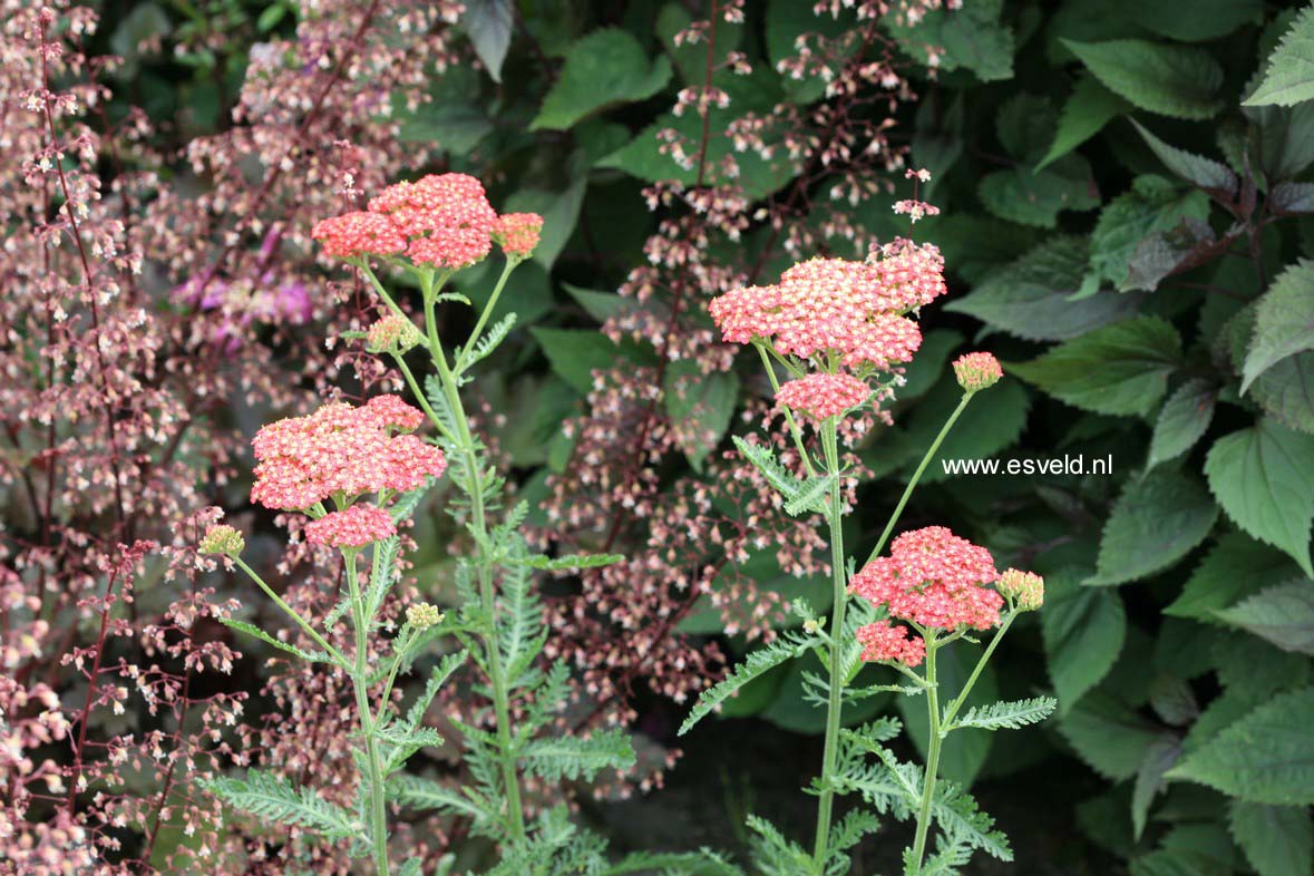 Achillea millefolium 'Belle Epoque'