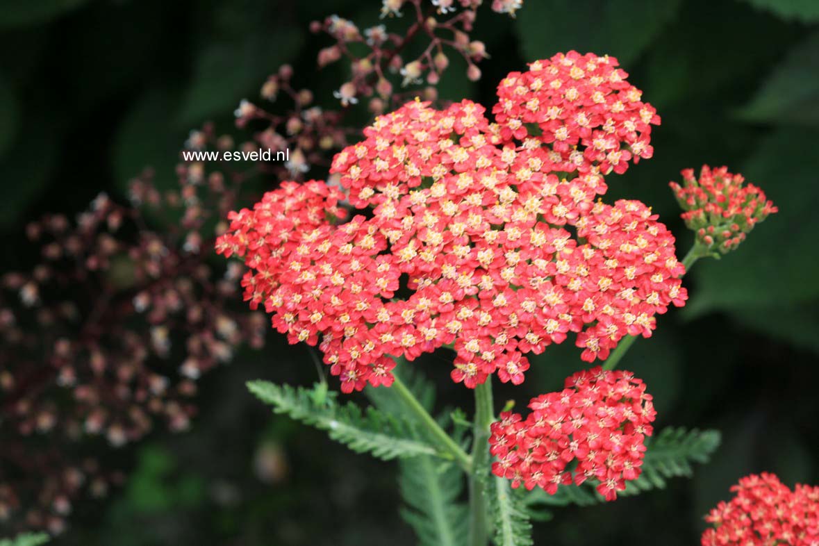 Achillea millefolium 'Belle Epoque'