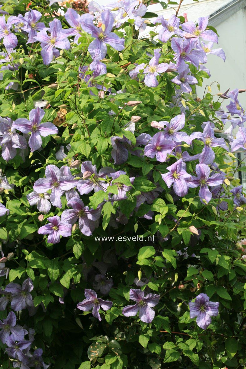 Clematis 'Emilia Plater'