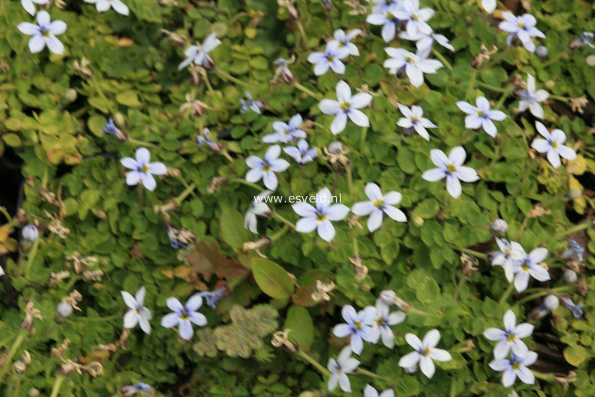 Isotoma fluviatilis