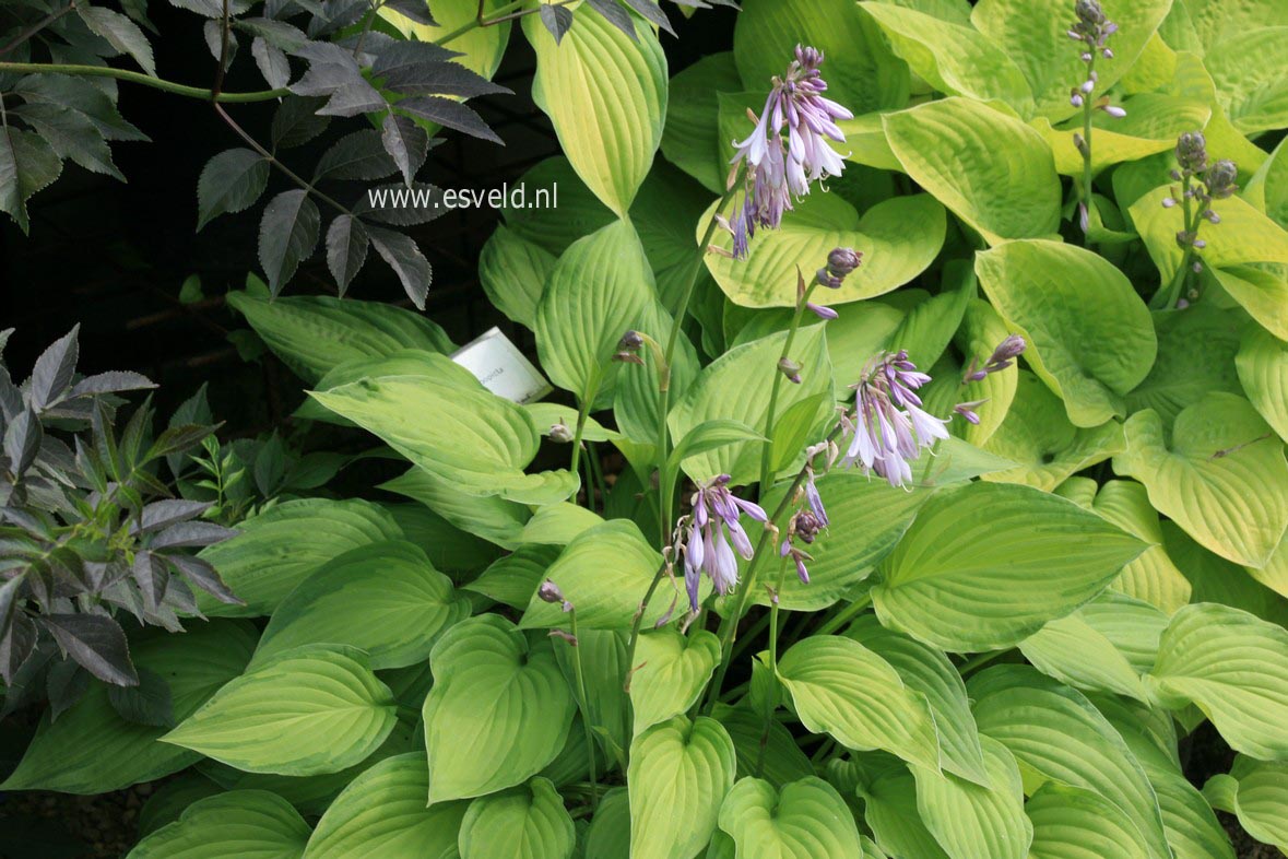 Hosta fortunei 'Albopicta'