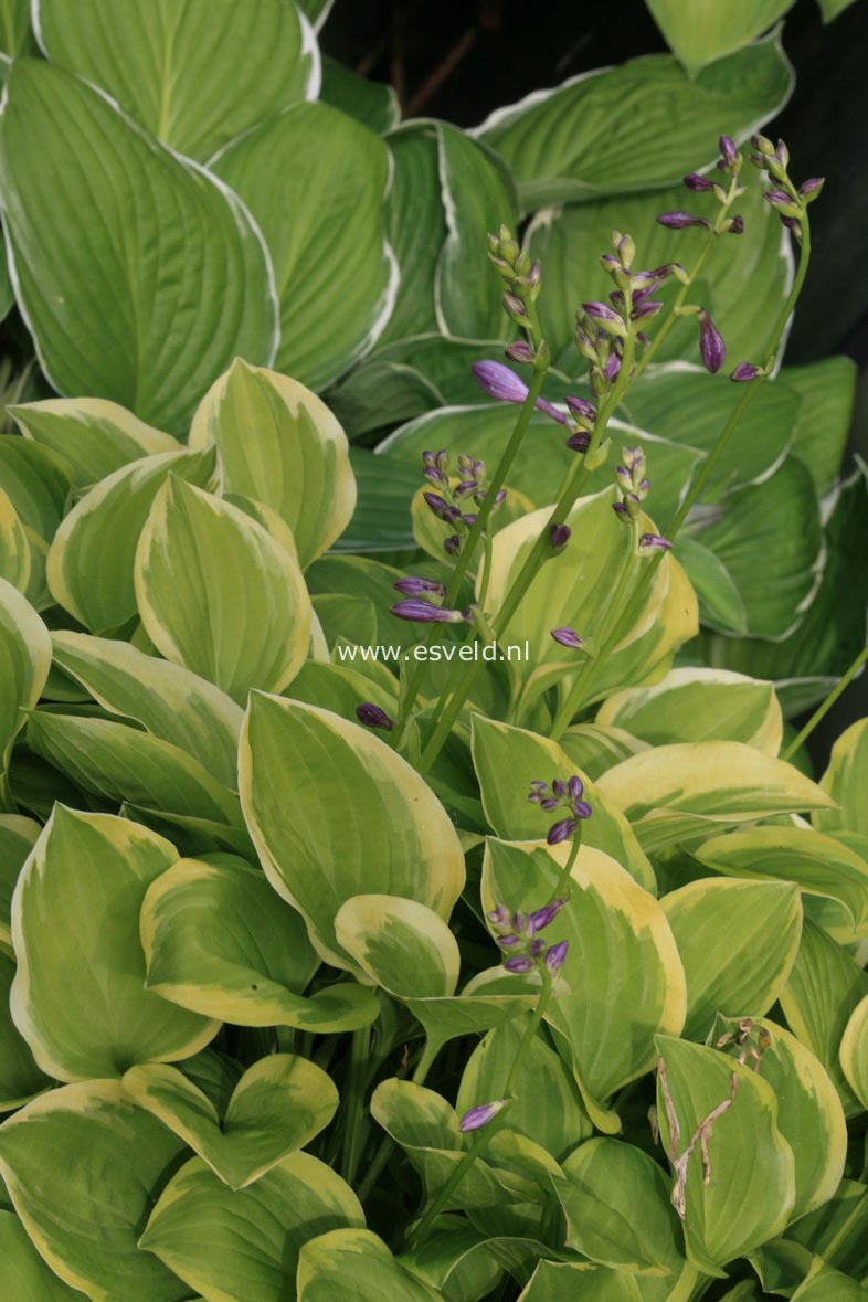 Hosta 'Golden Tiara'