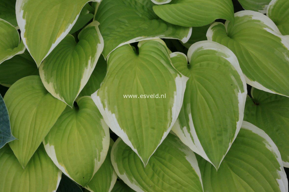 Hosta 'Shade Fanfare'