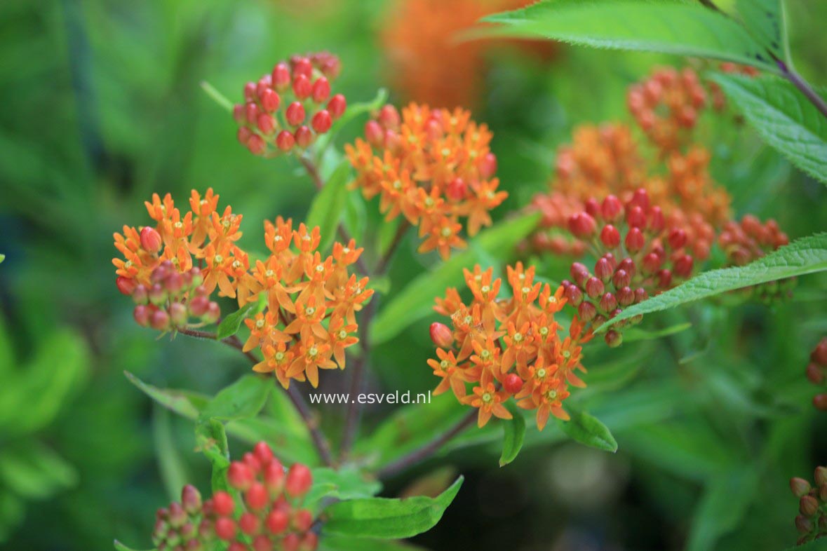 Asclepias tuberosa