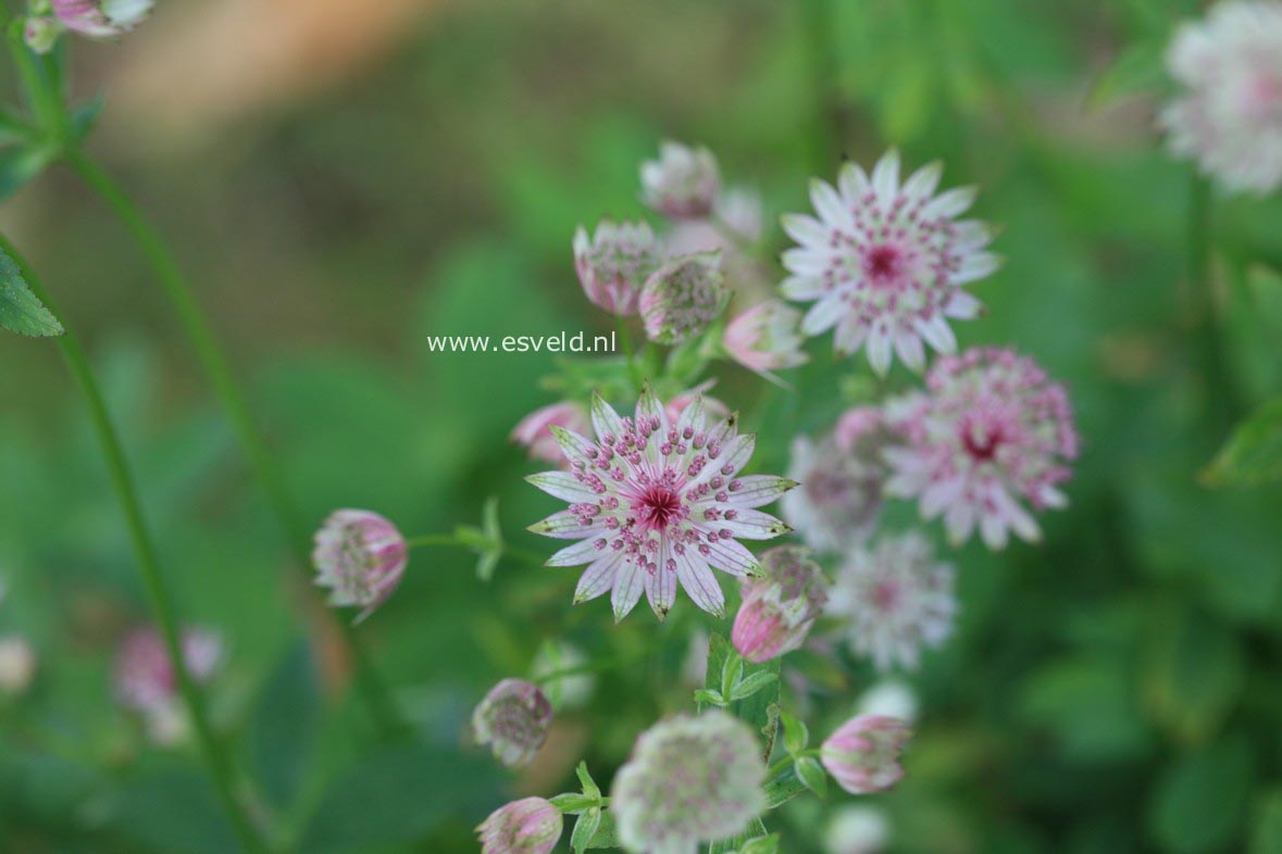 Astrantia 'Buckland'