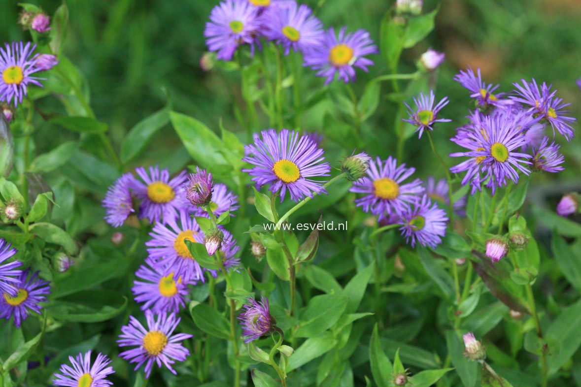 Erigeron 'Dunkelste Aller'