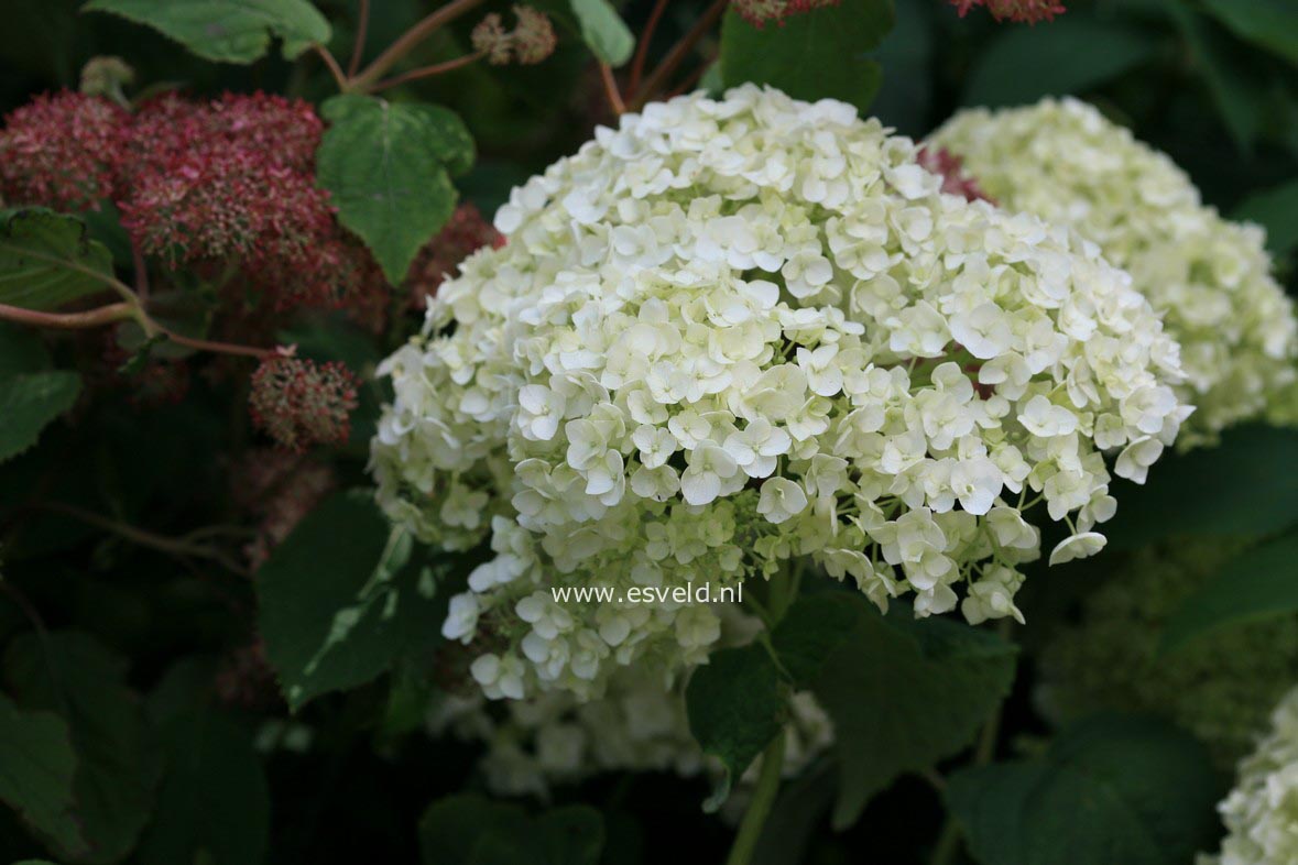 Hydrangea arborescens 'Abetwo' (INCREDIBALL) (STRONG ANNABELLE)