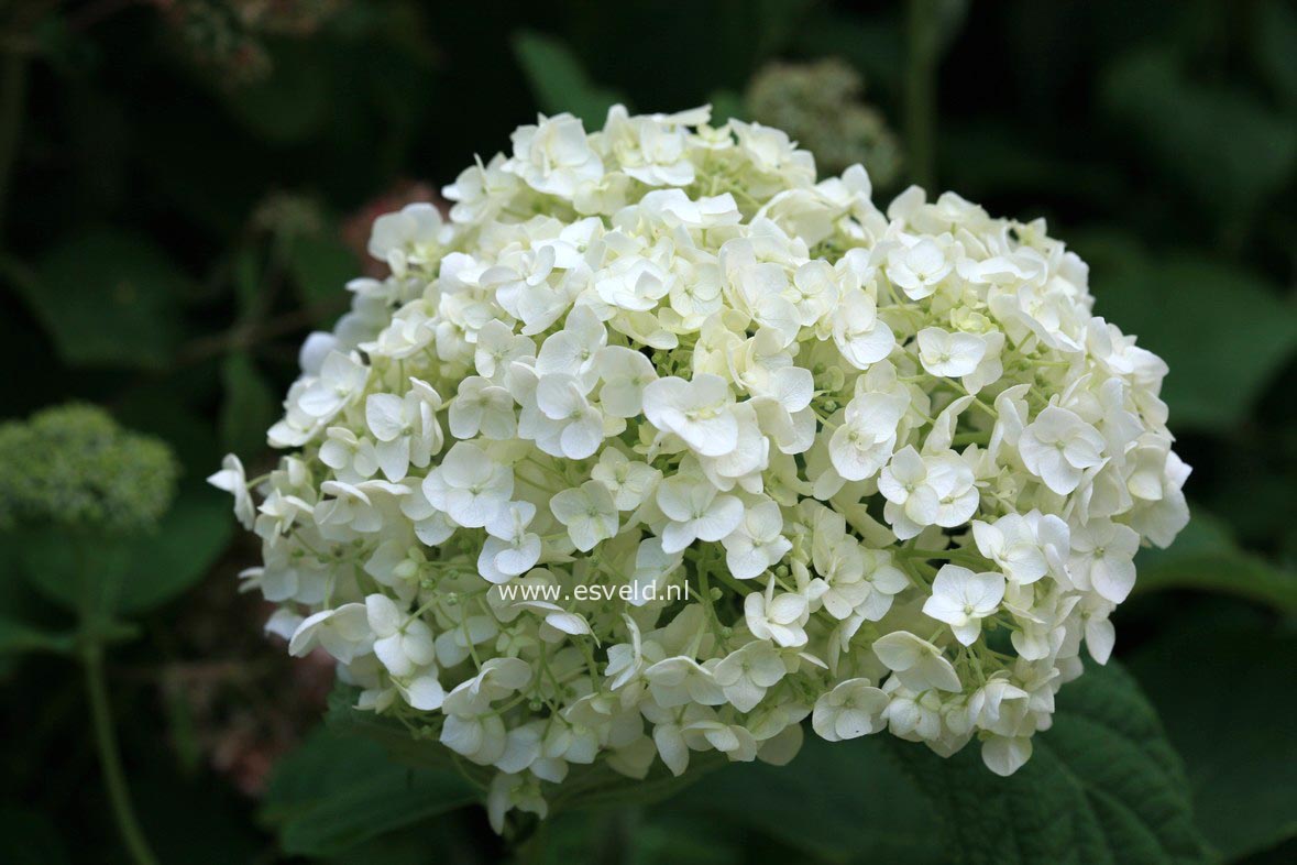 Hydrangea arborescens 'Abetwo' (INCREDIBALL) (STRONG ANNABELLE)
