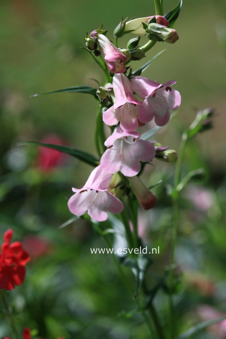 Penstemon 'Apple Blossom'