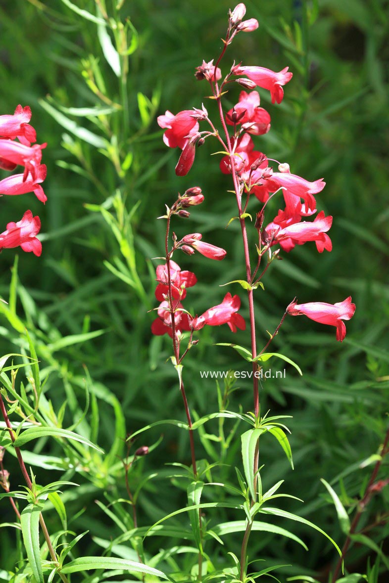 Penstemon 'Andenken an F. Hahn' (GARNET)