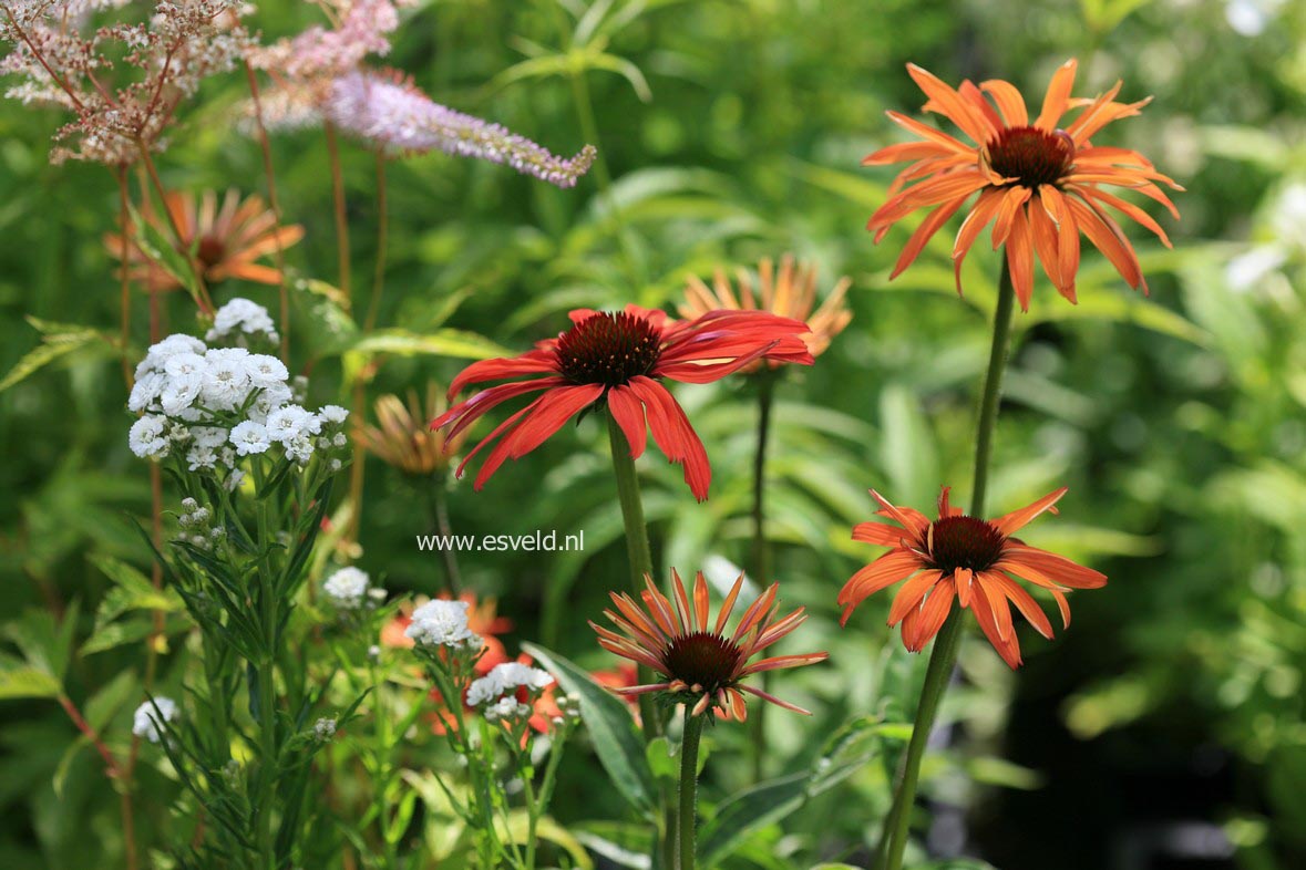 Echinacea purpurea 'Hot Summer'