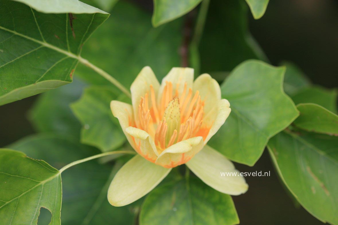 Liriodendron tulipifera