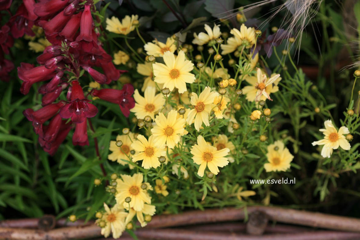 Coreopsis 'Creme Brulee'