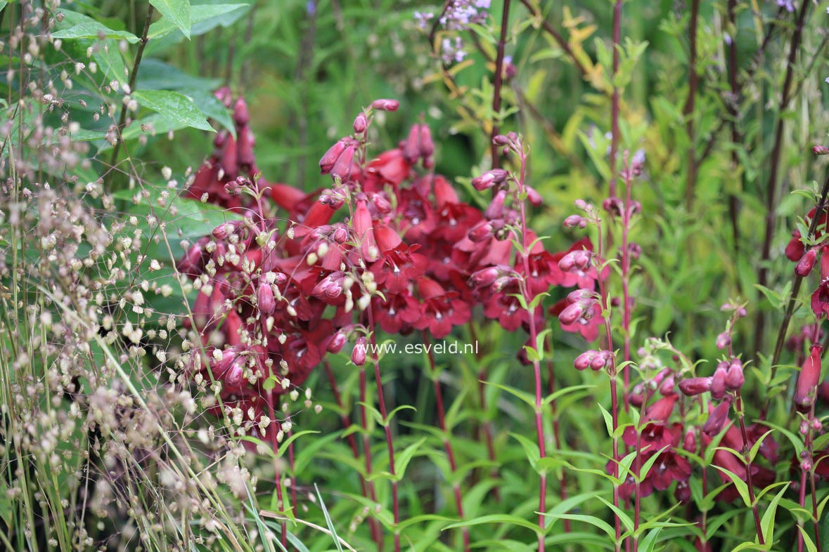 Penstemon 'Rich Ruby'