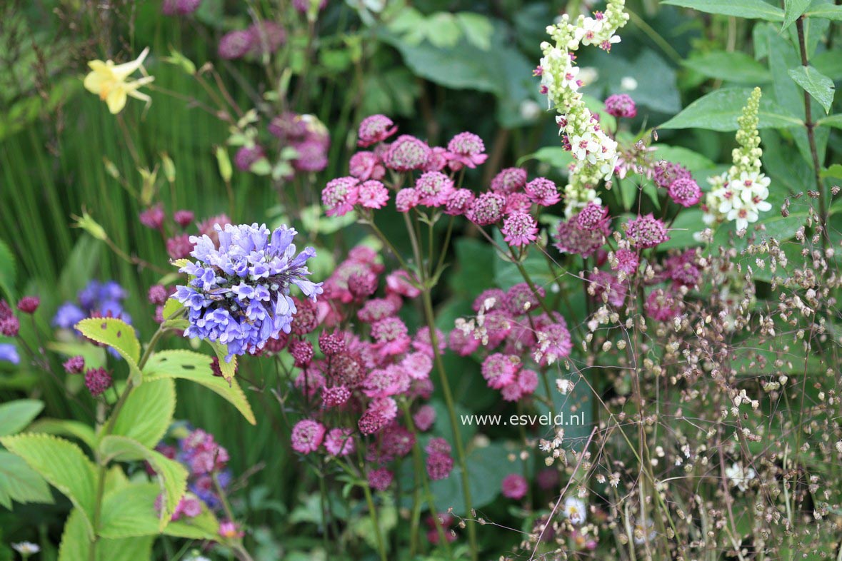 Astrantia major 'Rubra'