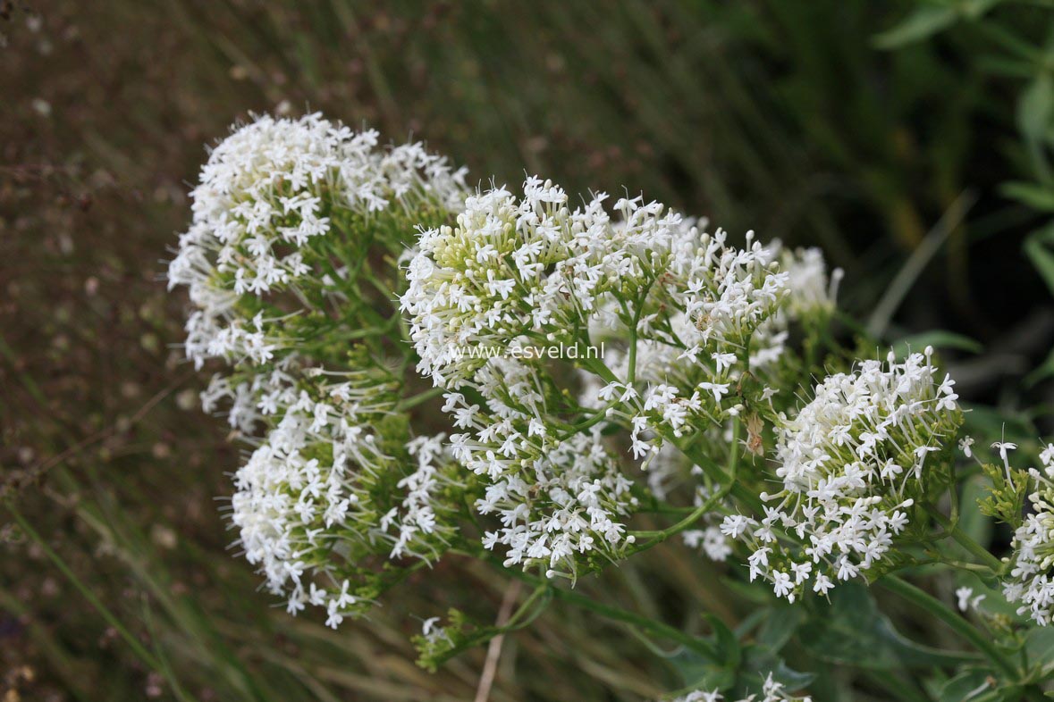 Centranthus ruber 'Albus'