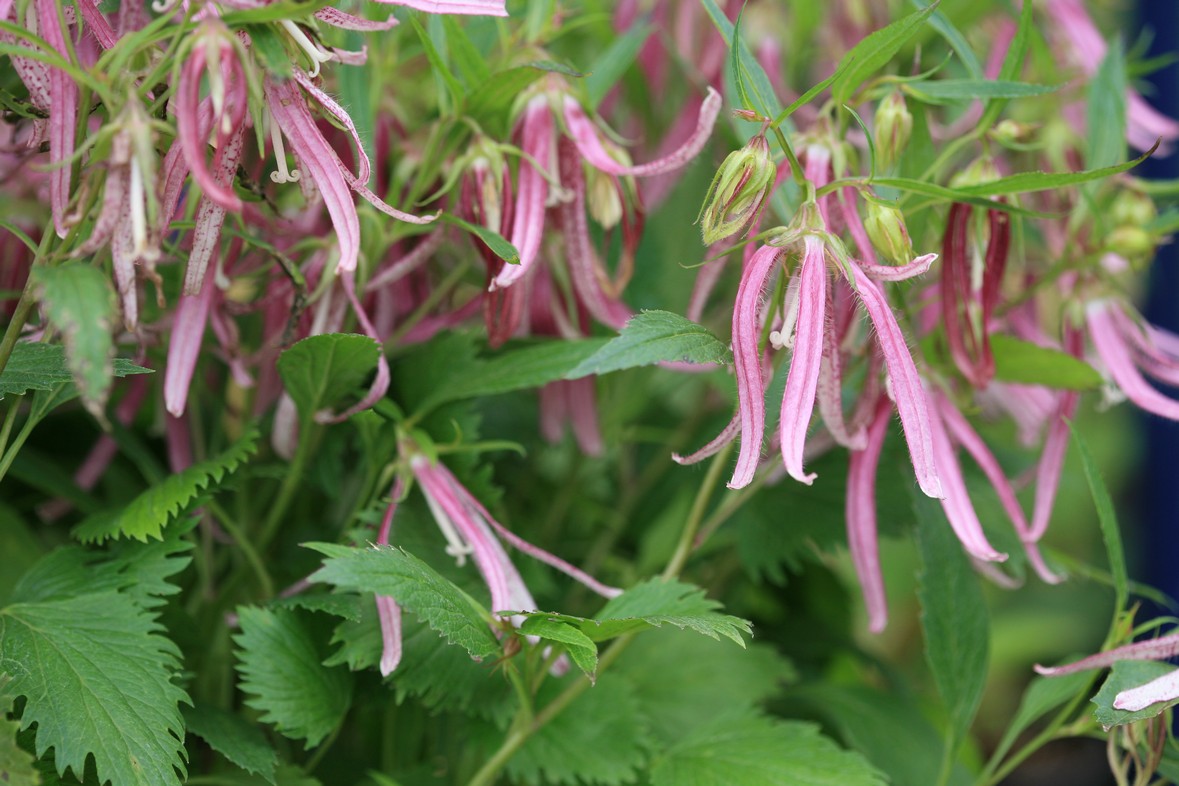 Campanula 'Pink Octopus'