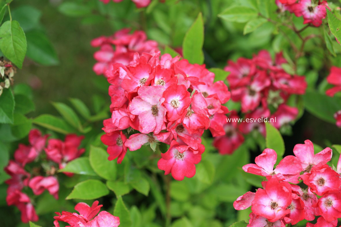 Rosa 'Red Ballerina'