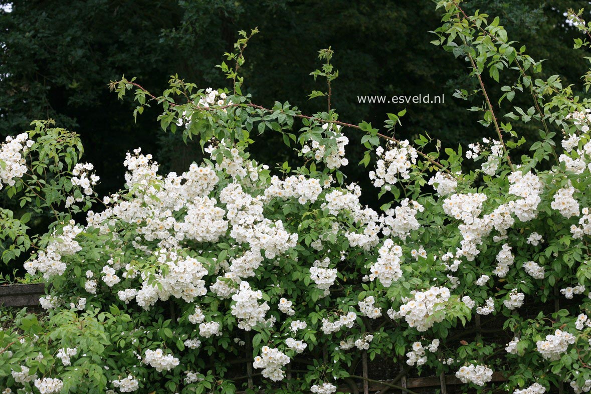 Rosa 'Bobbie James'