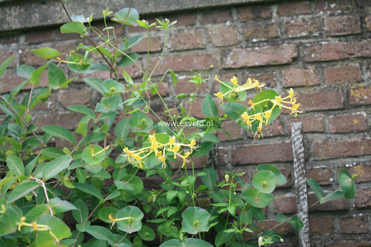 Lonicera tellmanniana