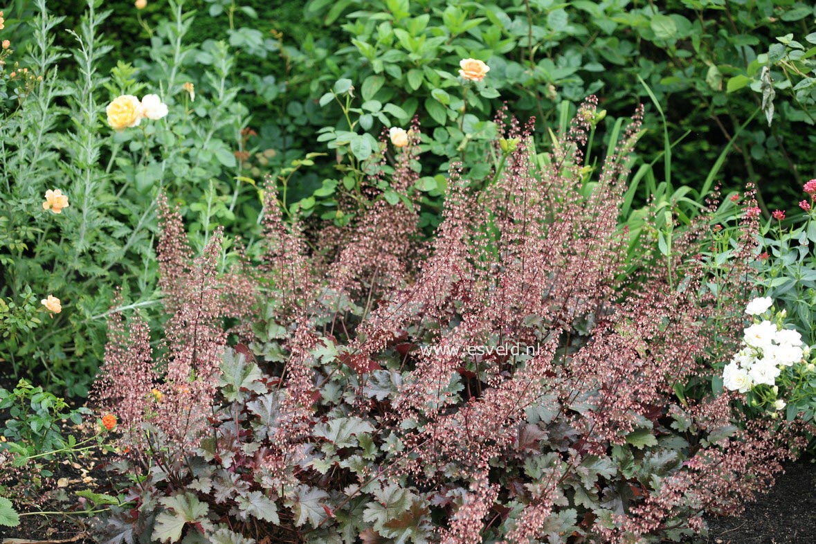 Heuchera 'Chocolate Ruffles'