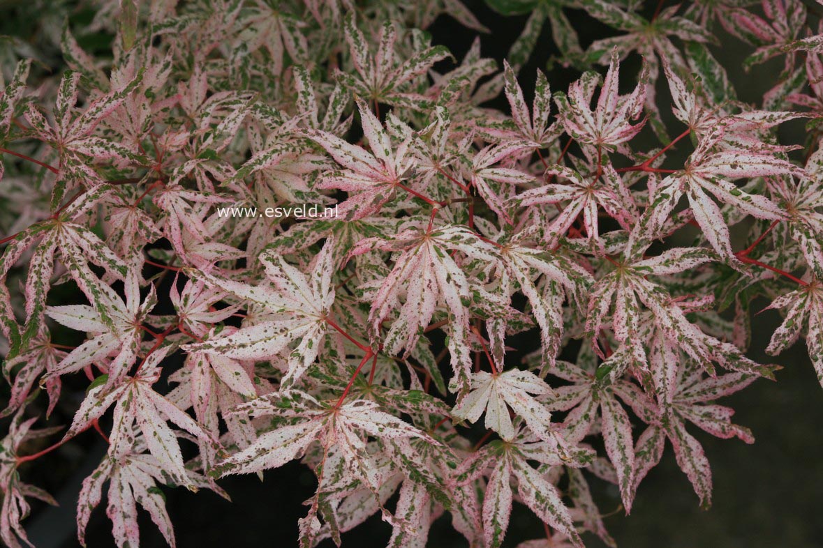 Acer palmatum 'Uki gumo'