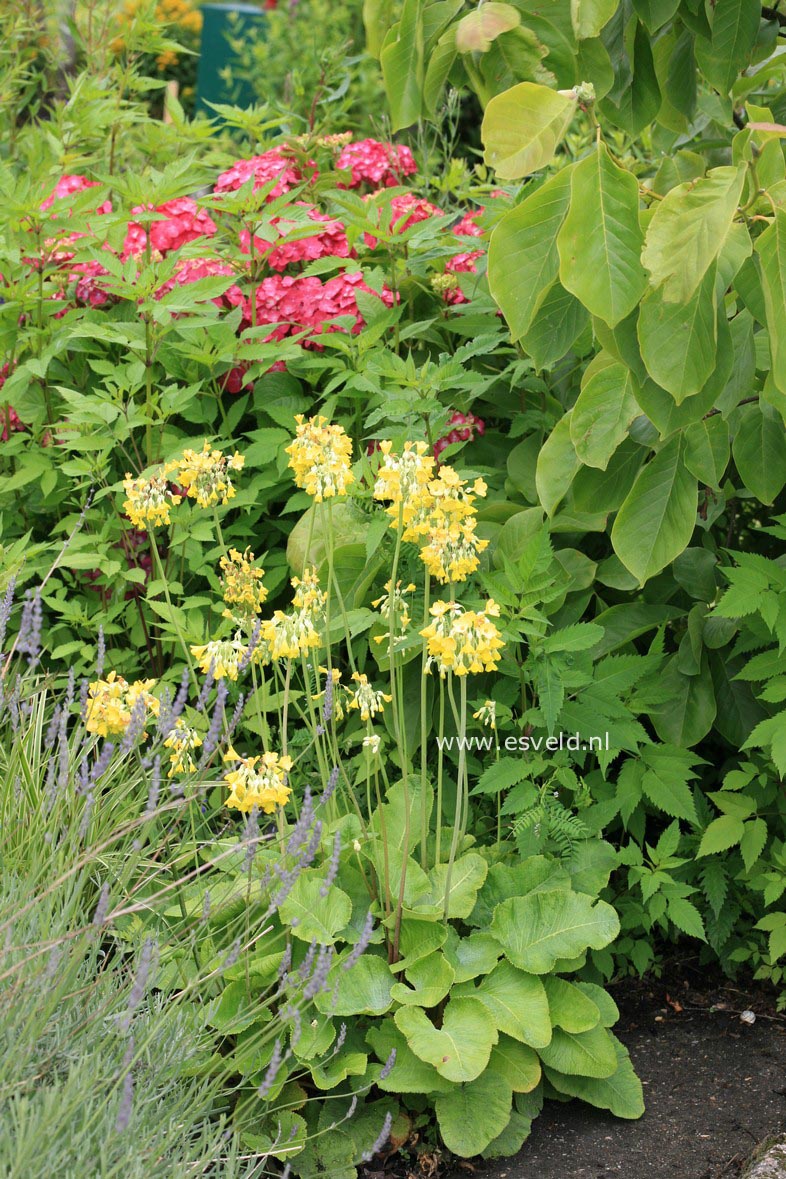 Primula elatior