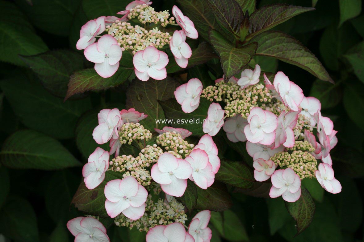 Hydrangea macrophylla 'Sandra'