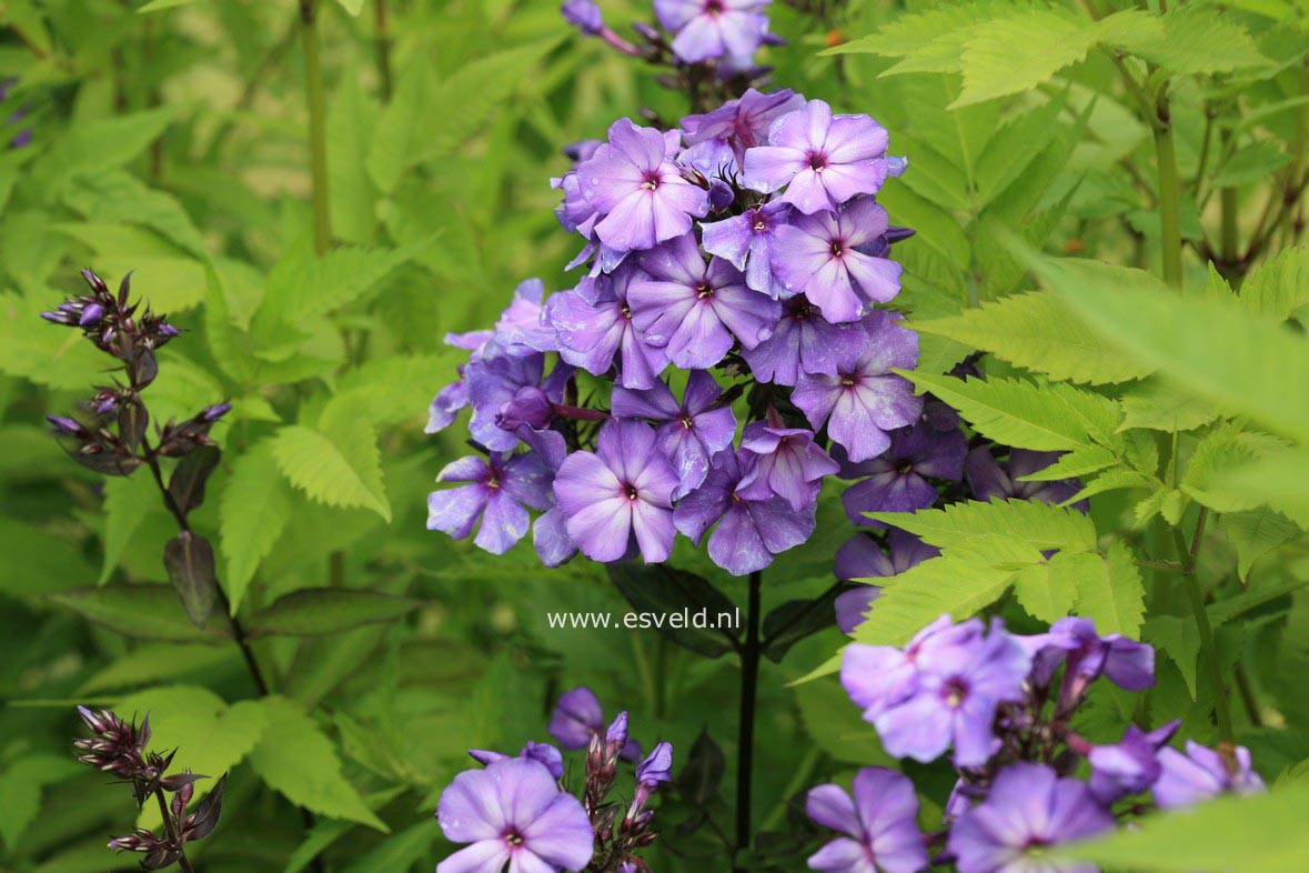 Phlox paniculata 'Blue Paradise'