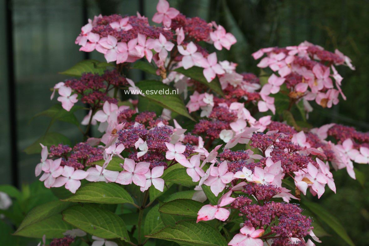 Hydrangea serrata 'Grayswood'