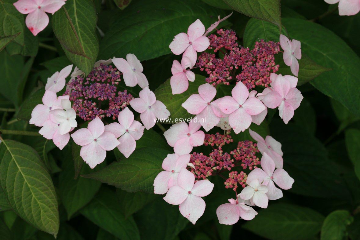 Hydrangea serrata 'Grayswood'