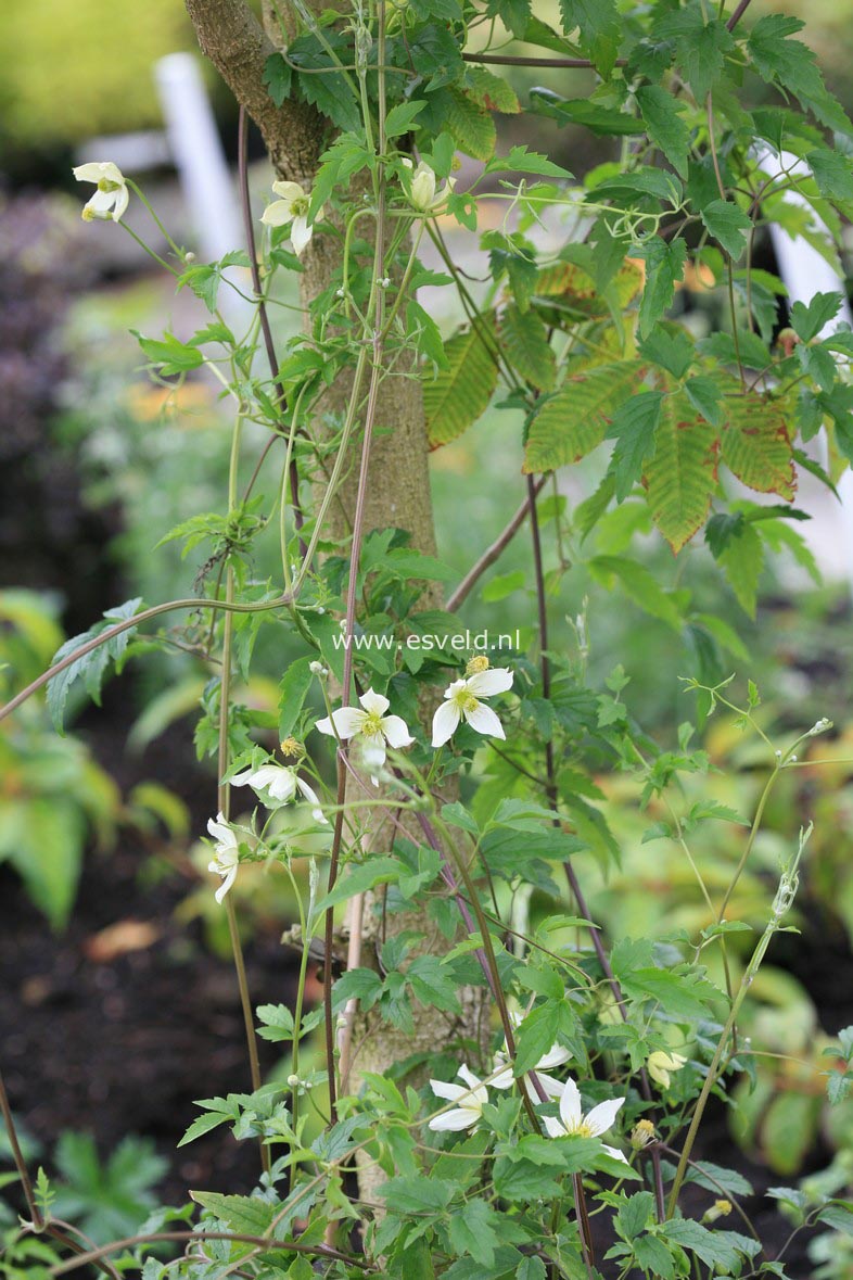 Clematis 'Anita'