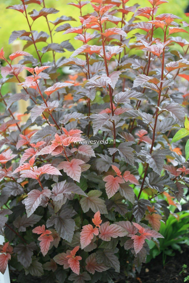 Physocarpus opulifolius 'Andre'