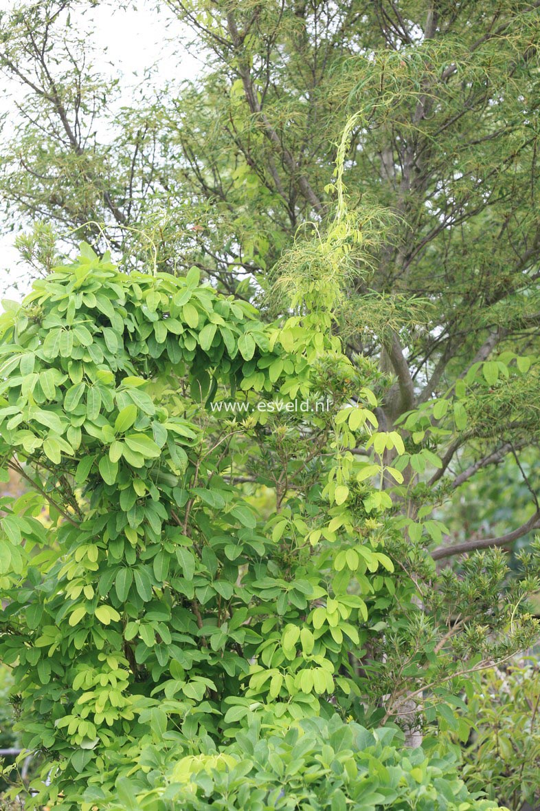 Akebia quinata 'Alba'