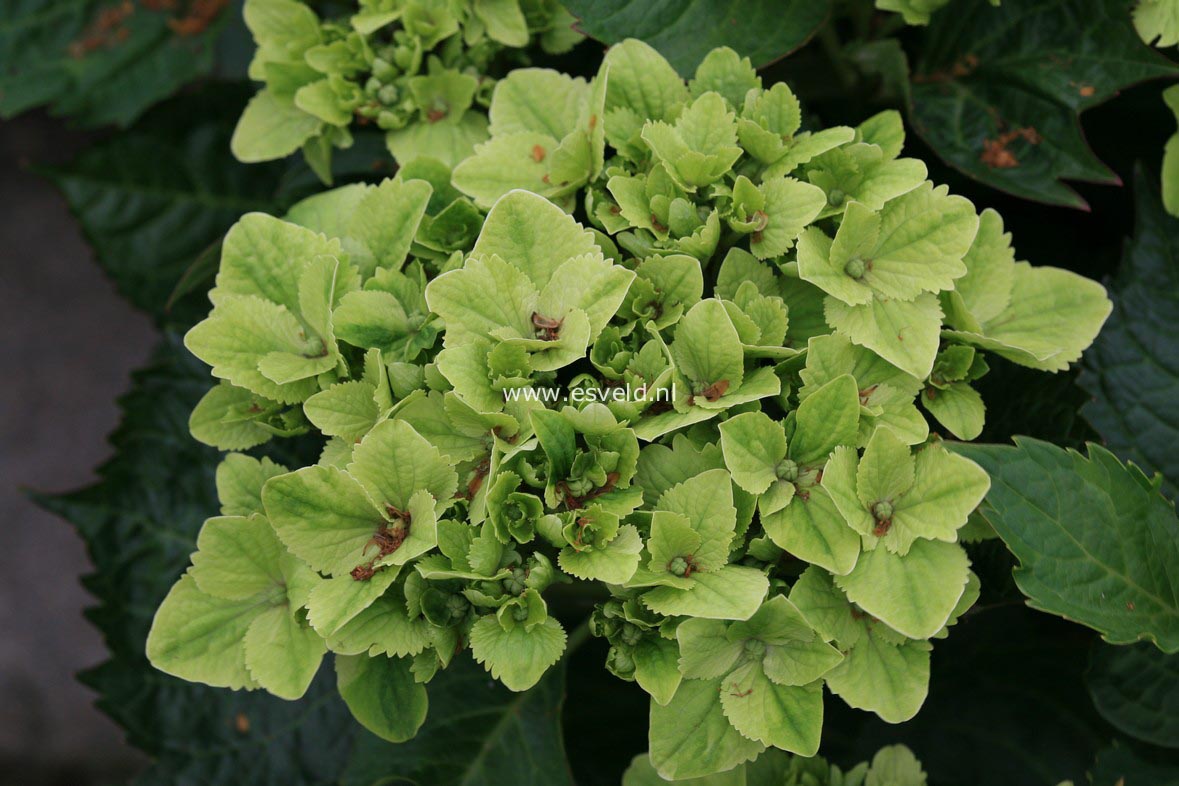 Hydrangea macrophylla 'Hortmawin' (MAGICAL WINGS)